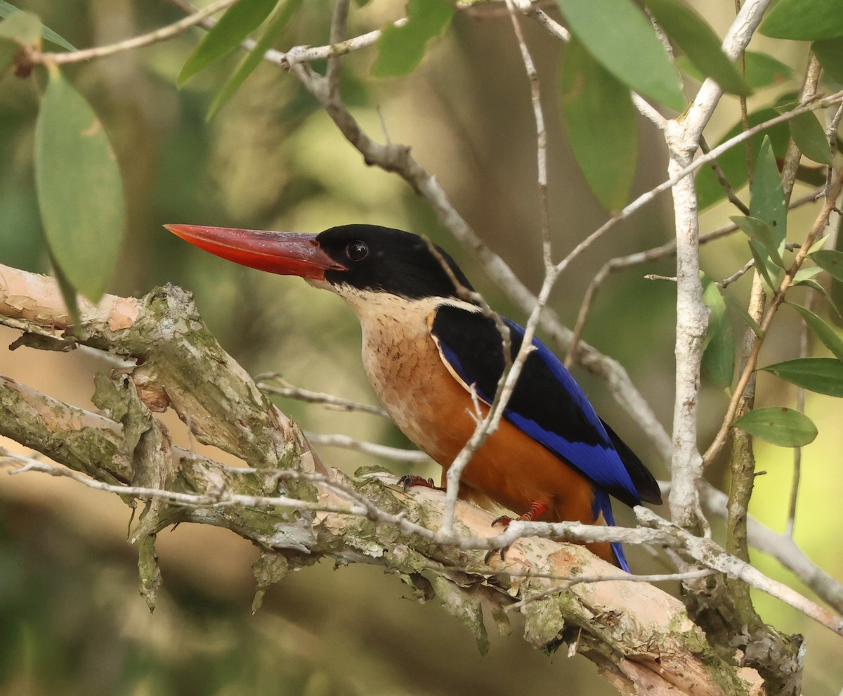 Хар магнайт халуу - ML646674457