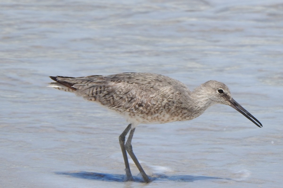 Willet - ML646674463