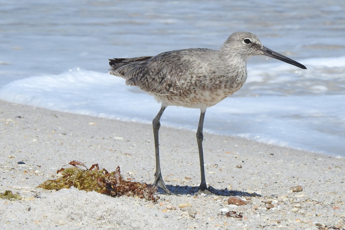 Willet - ML646674464