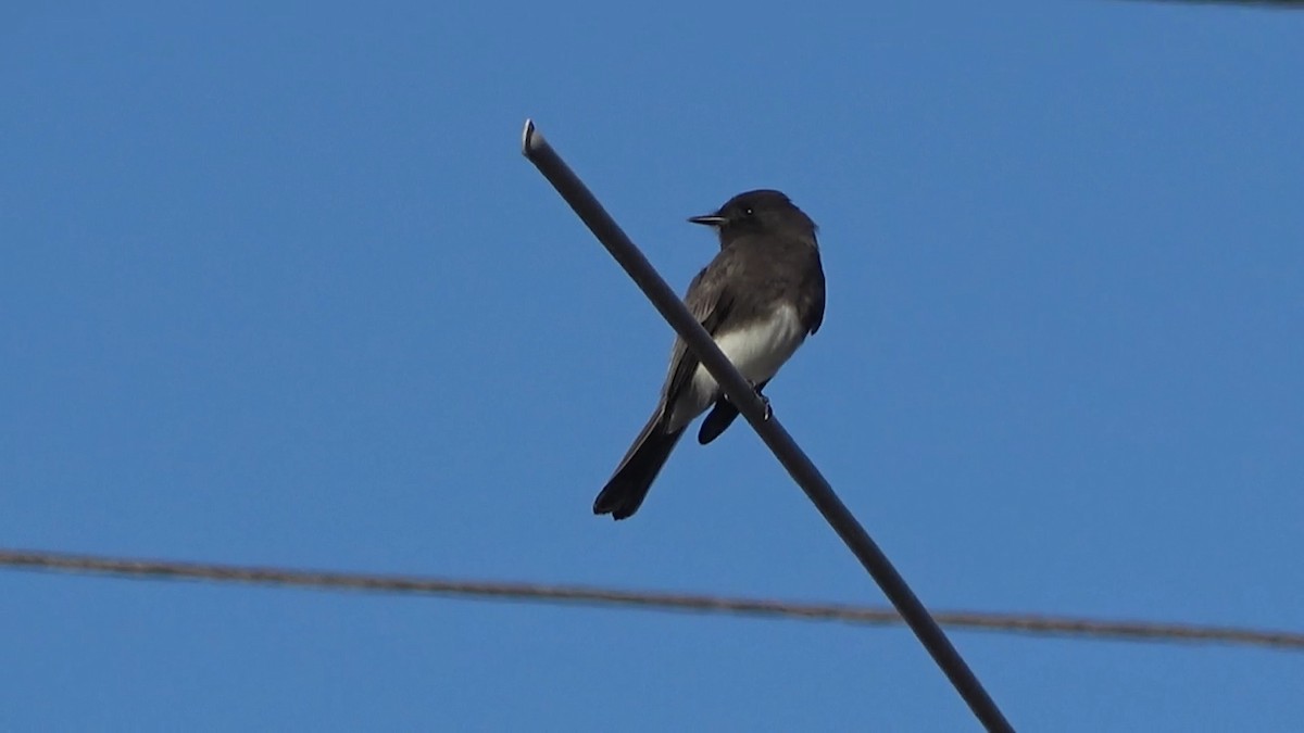 Schwarzkopf-Phoebetyrann - ML646674468