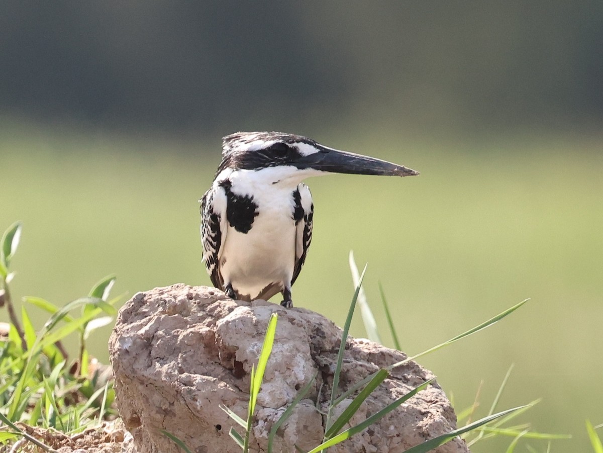 Pied Kingfisher - ML646674474