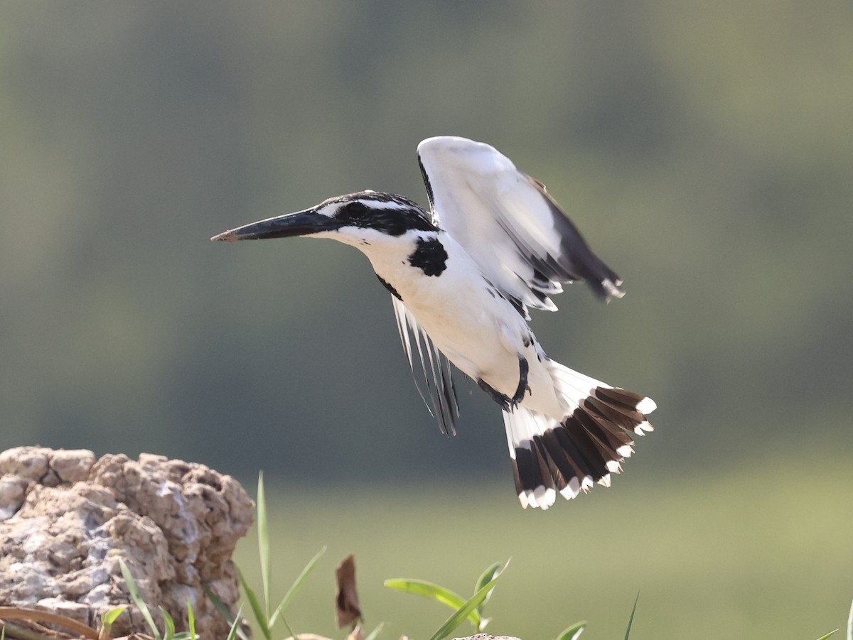 Pied Kingfisher - ML646674475