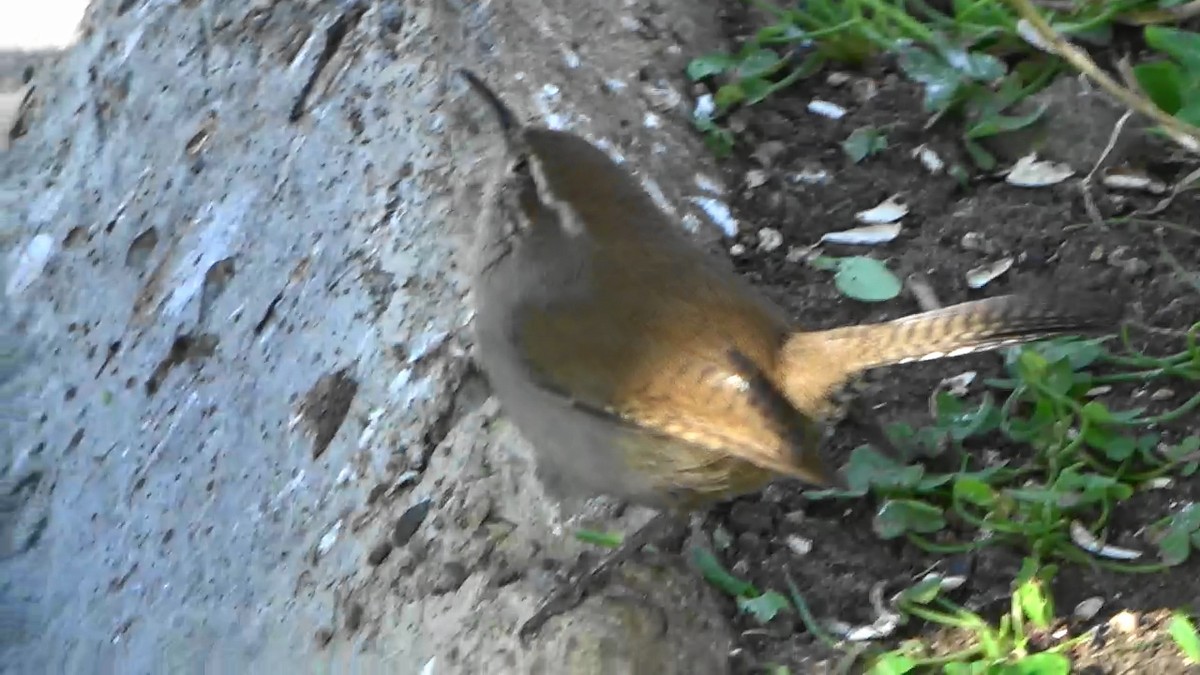 Buschzaunkönig - ML646674477