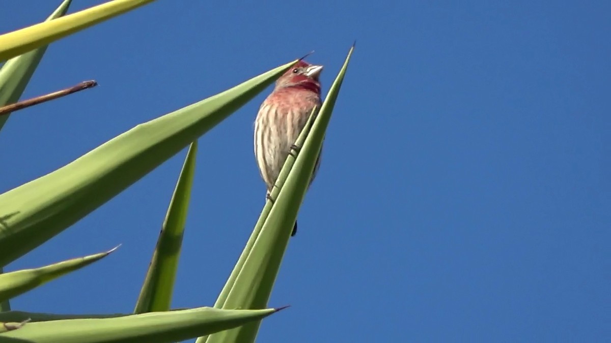 Hausgimpel - ML646674480