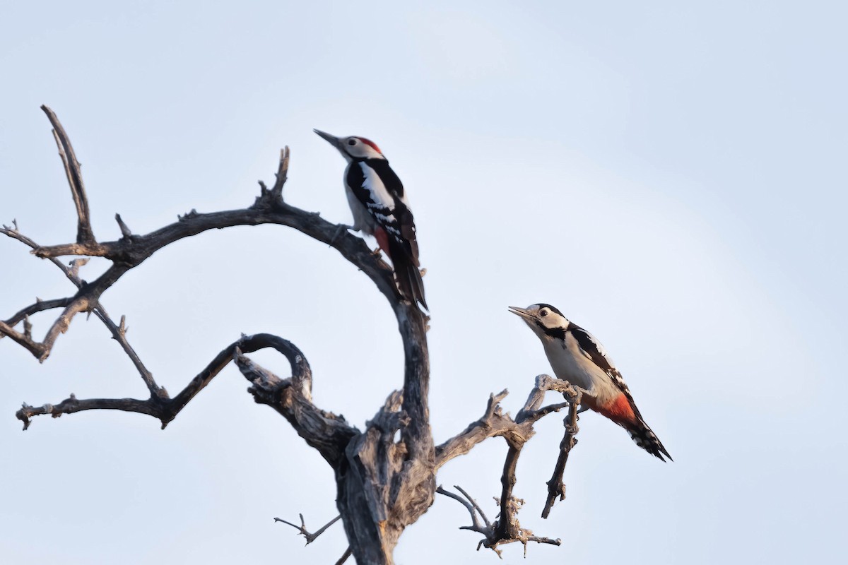 Sind Woodpecker - ML646674482