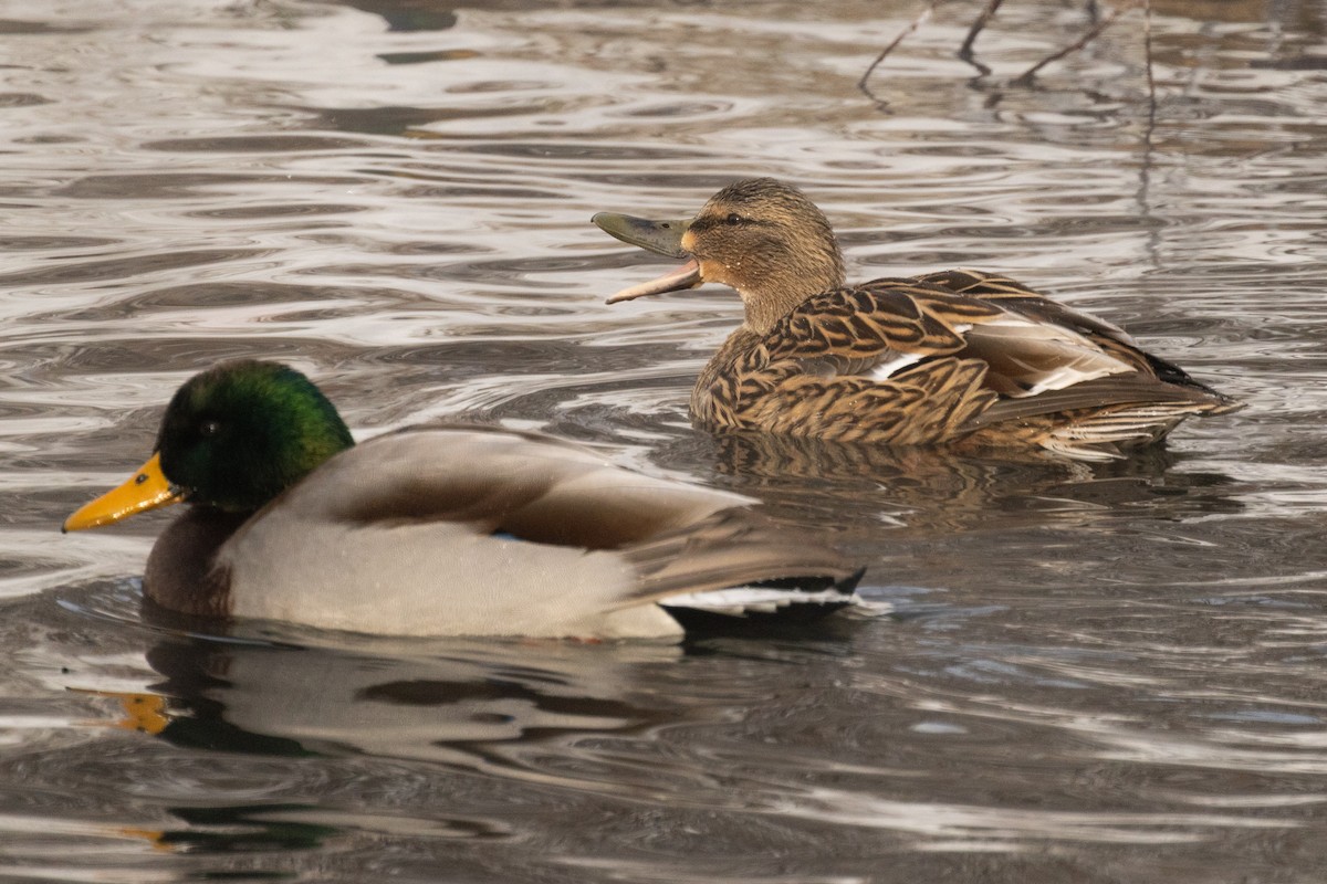 Mallard x American Black Duck (hybrid) - ML646674484