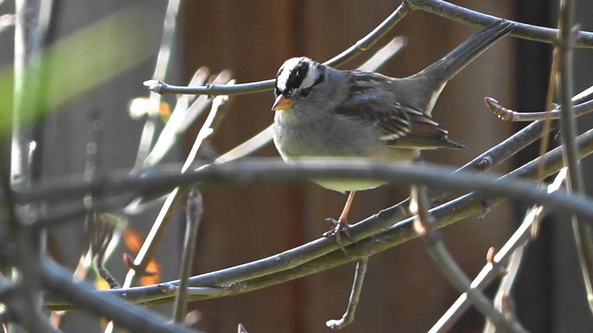 Dachsammer - ML646674487