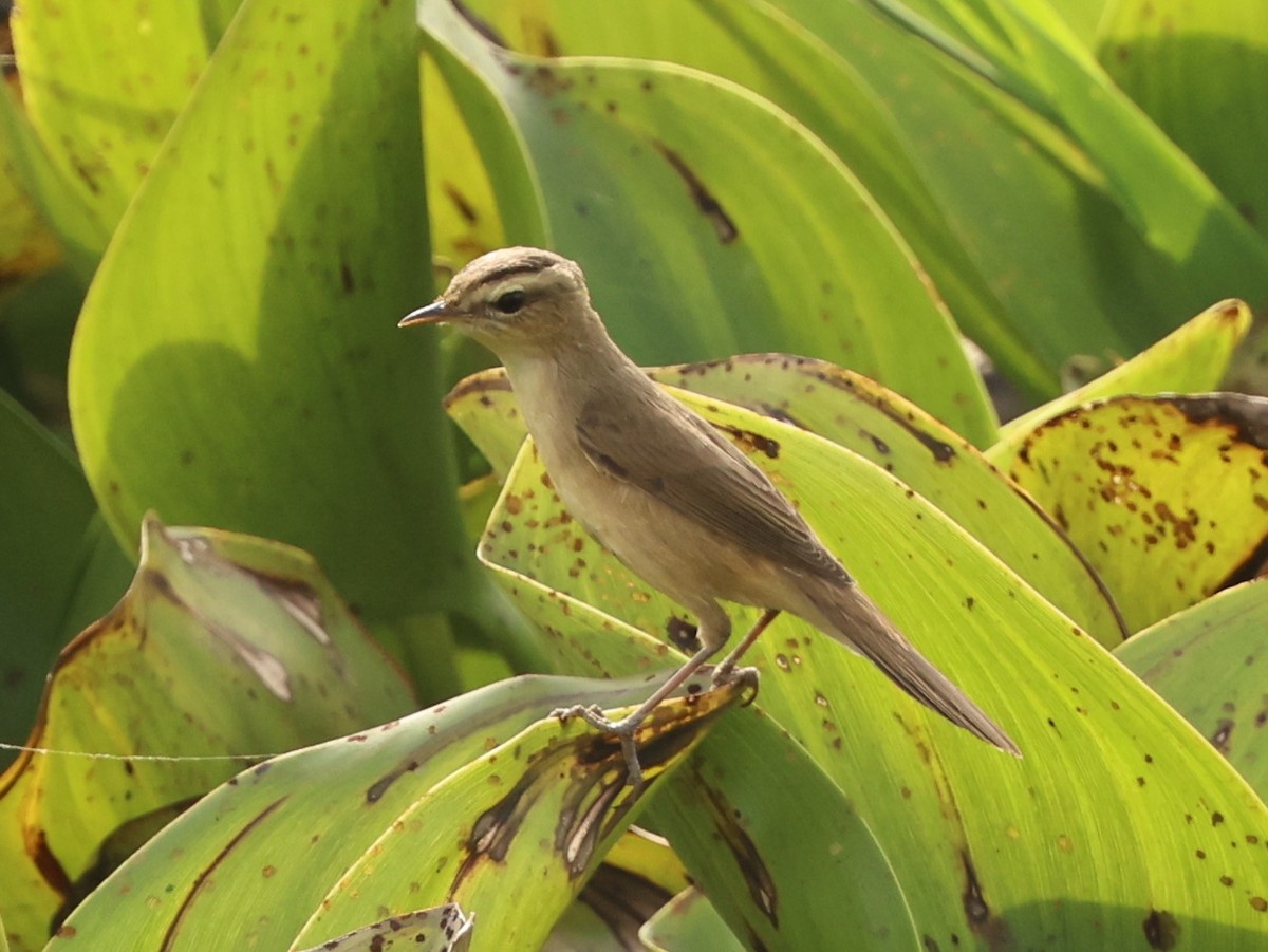 Хар хөмсөгт охил бялзуухай - ML646674489