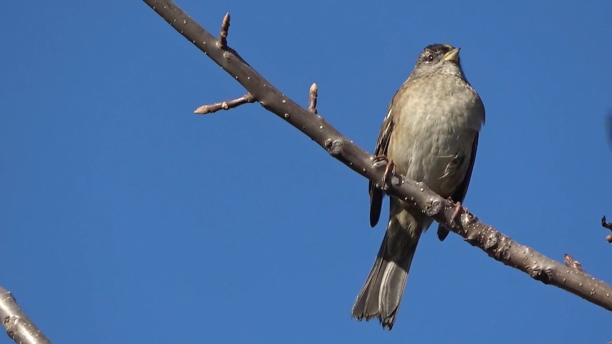 Kronenammer - ML646674490