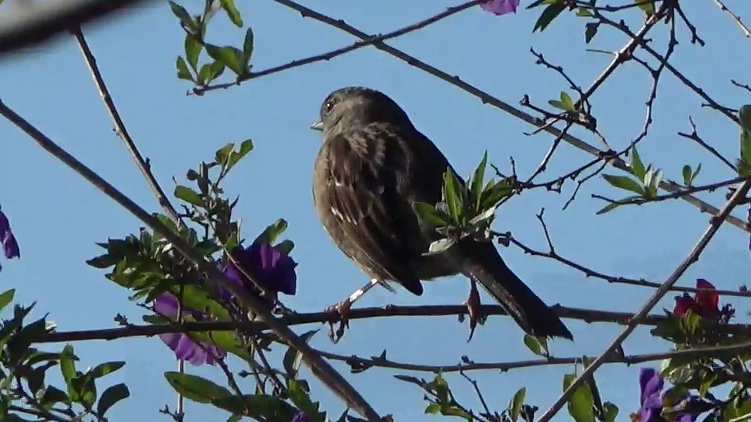 Kronenammer - ML646674491