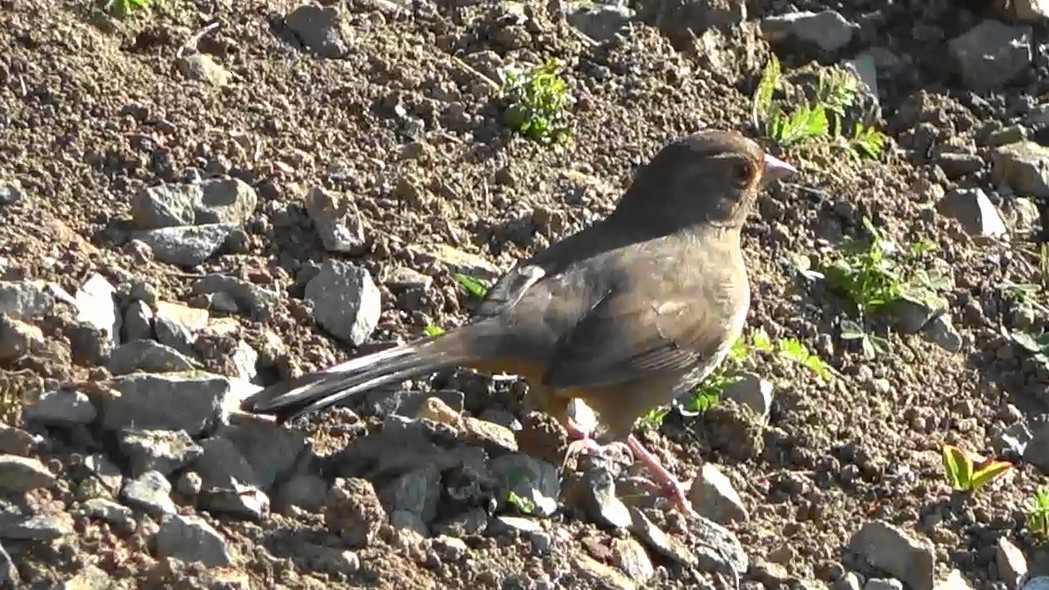 Kaliforniengrundammer - ML646674498