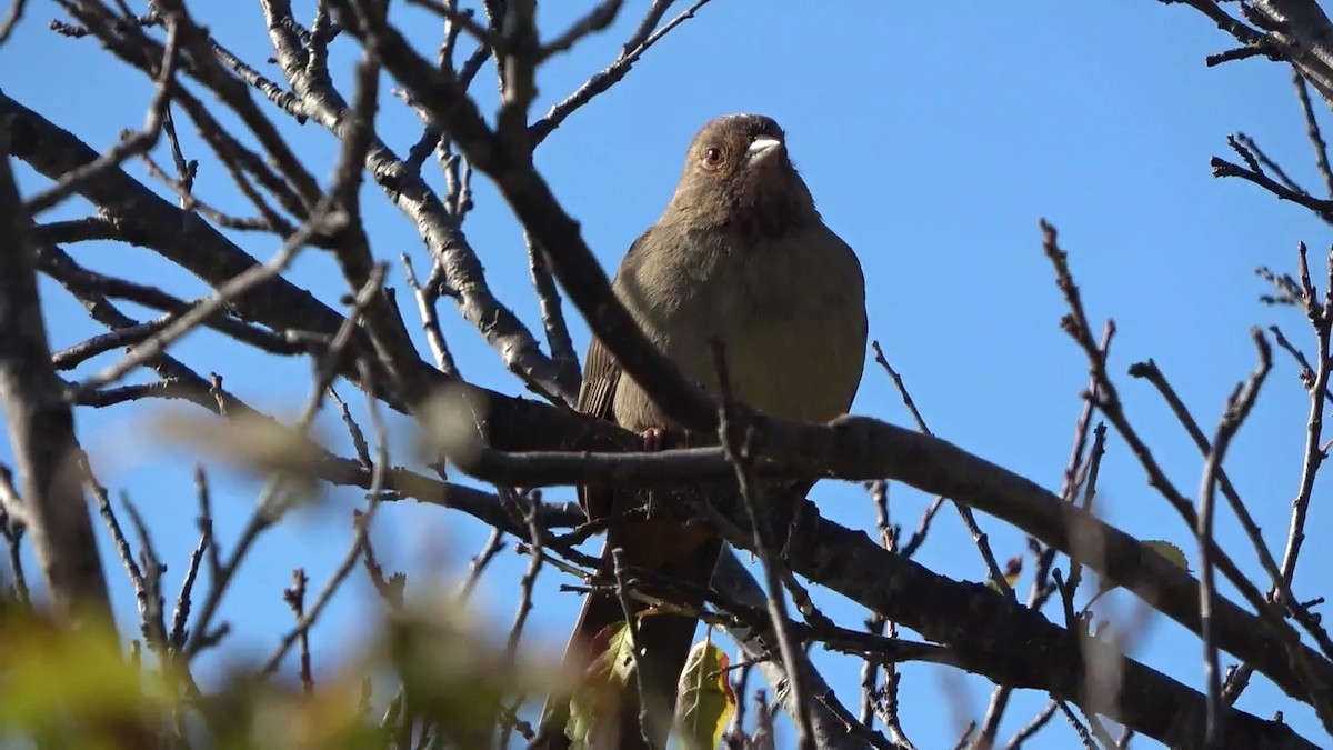 Kaliforniengrundammer - ML646674499