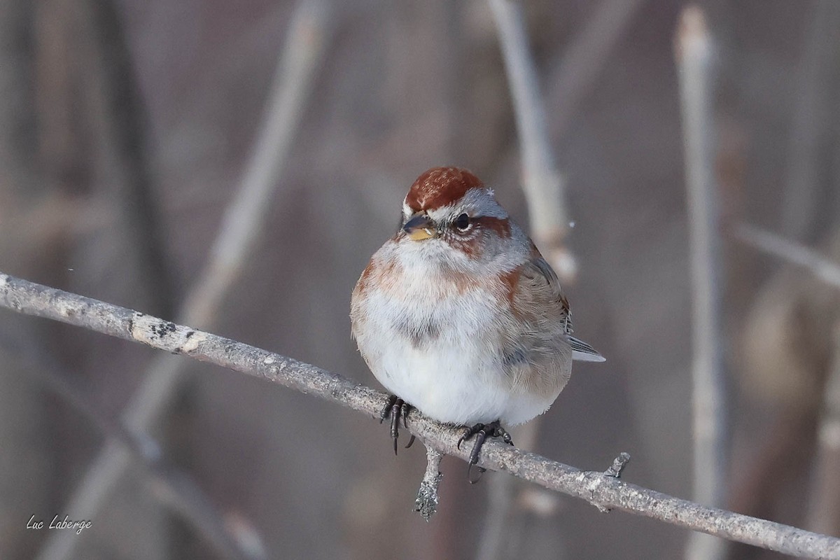 American Tree Sparrow - ML646674500