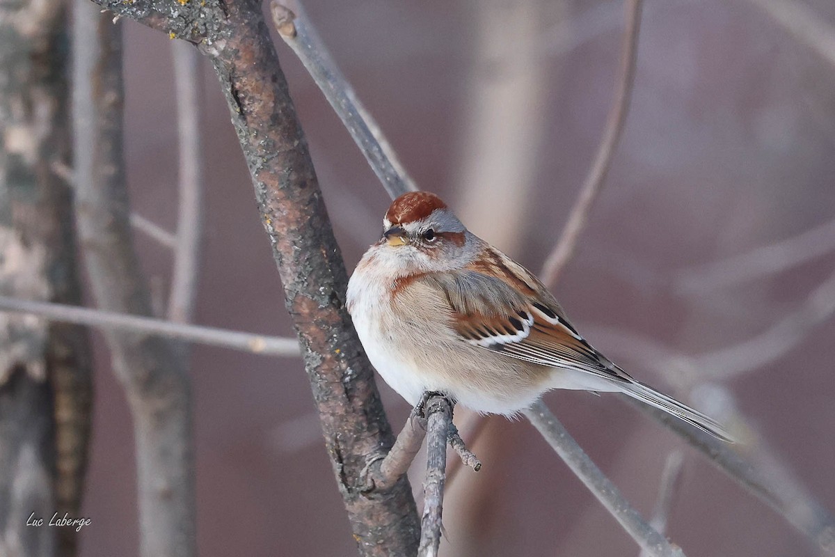 American Tree Sparrow - ML646674501