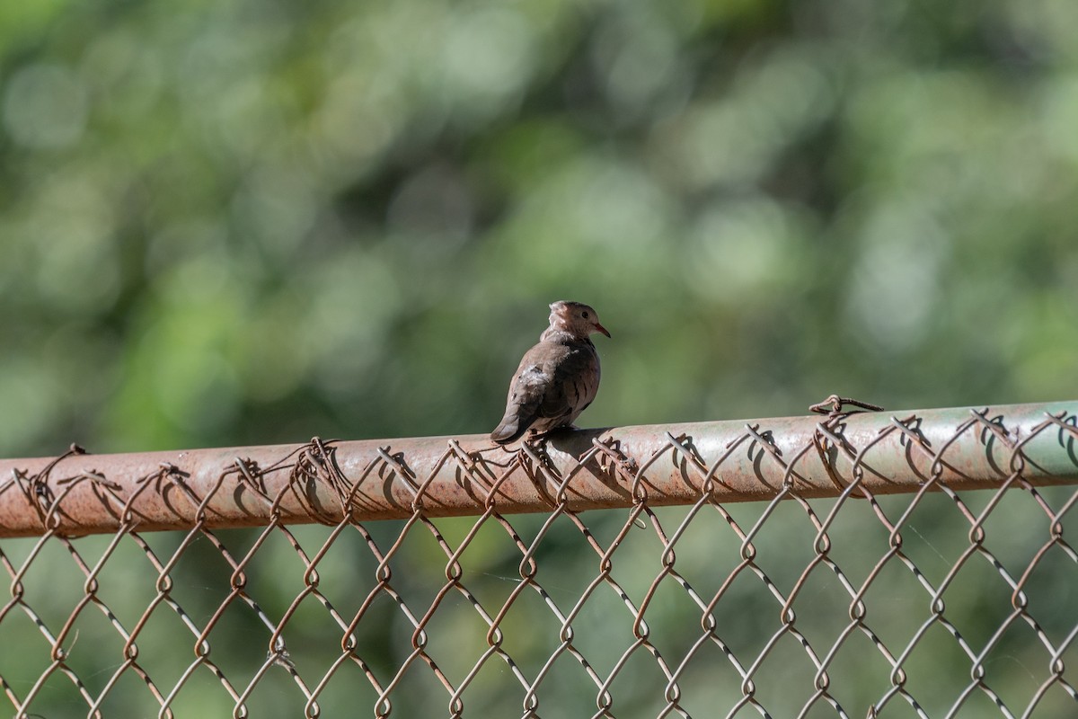 Common Ground Dove - ML646674502