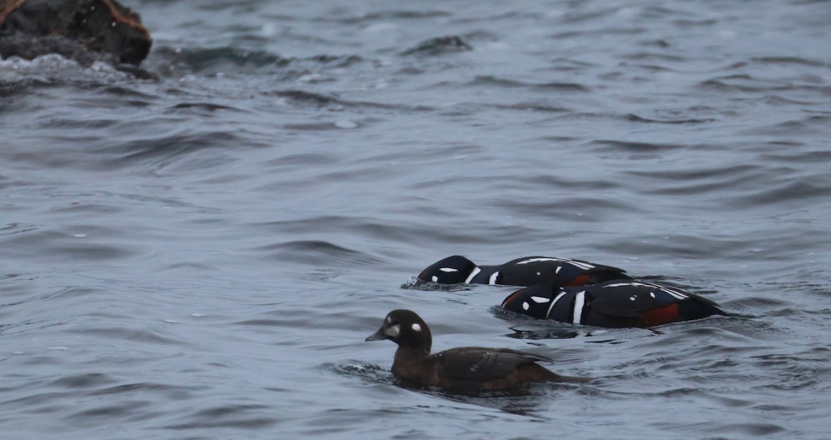 Harlequin Duck - ML646674507