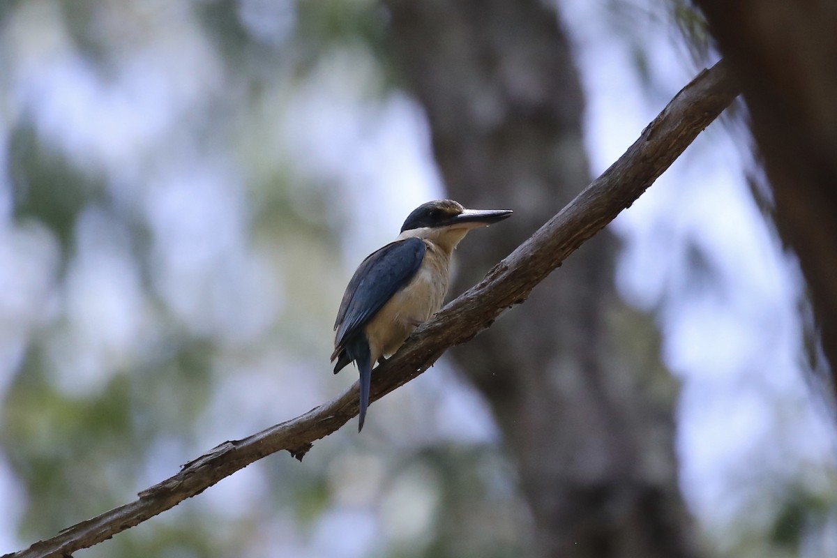 Sacred Kingfisher (Australasian) - ML646674508