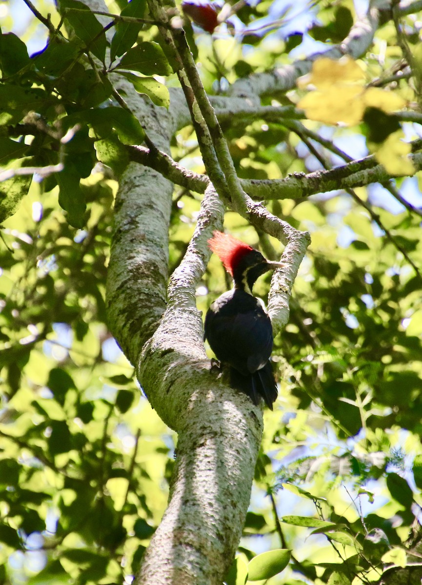 Lineated Woodpecker - ML64667451