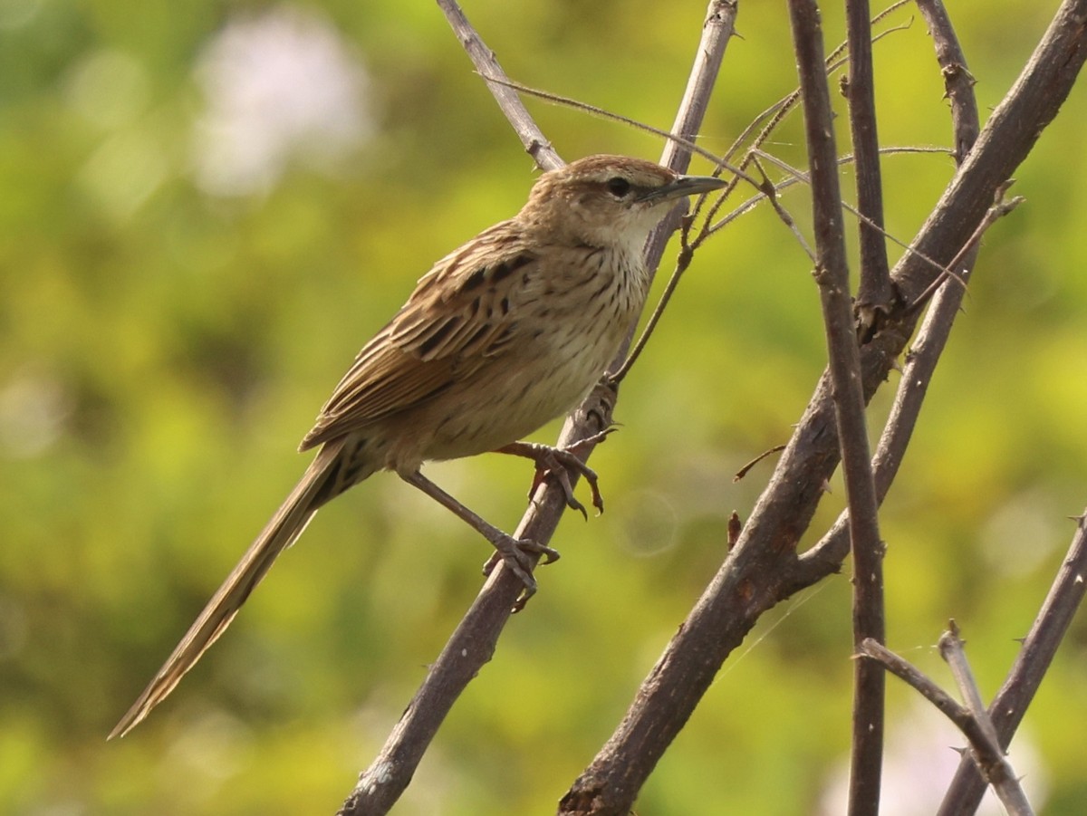 Striated Grassbird - ML646674511