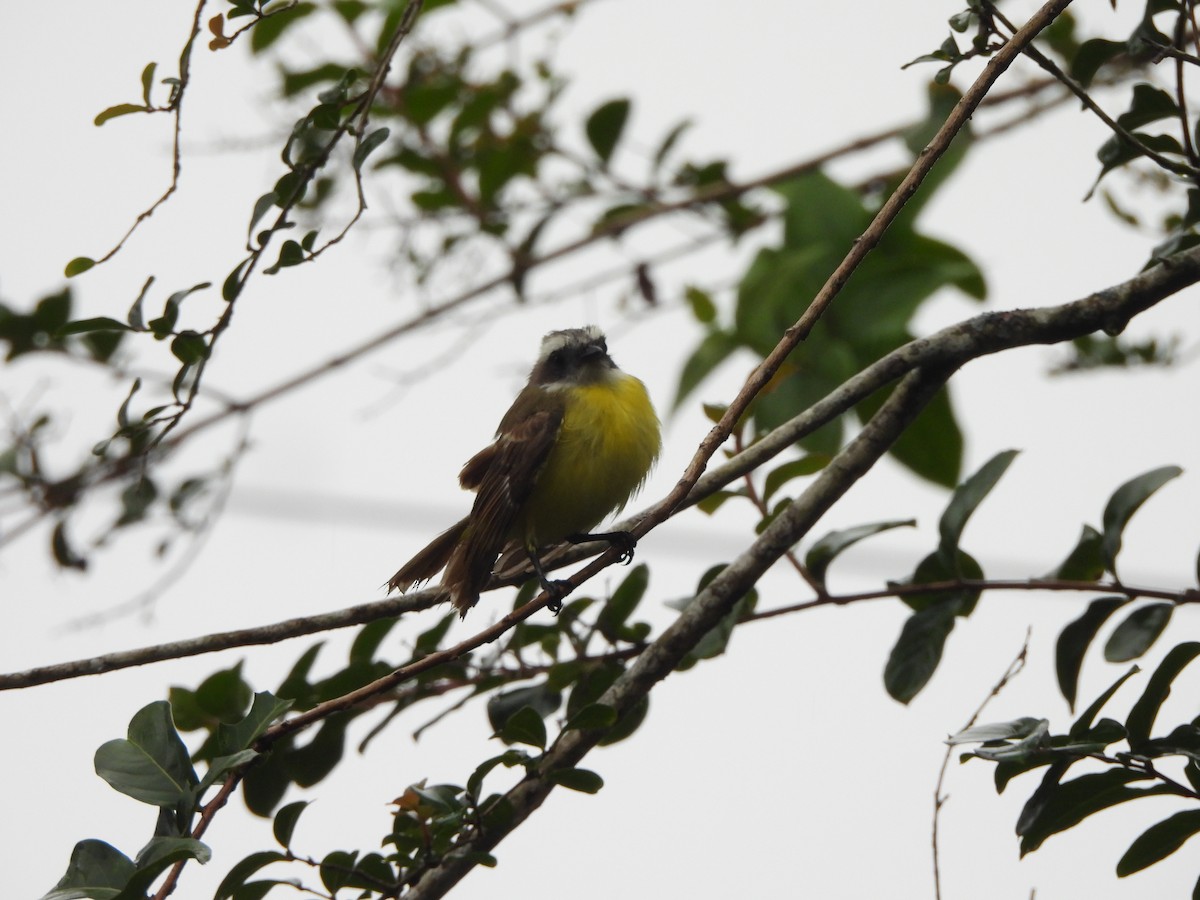 Красношапочный бентеви - ML646674514