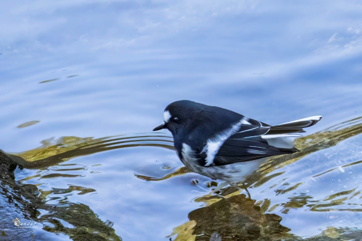 Little Forktail - ML646674515