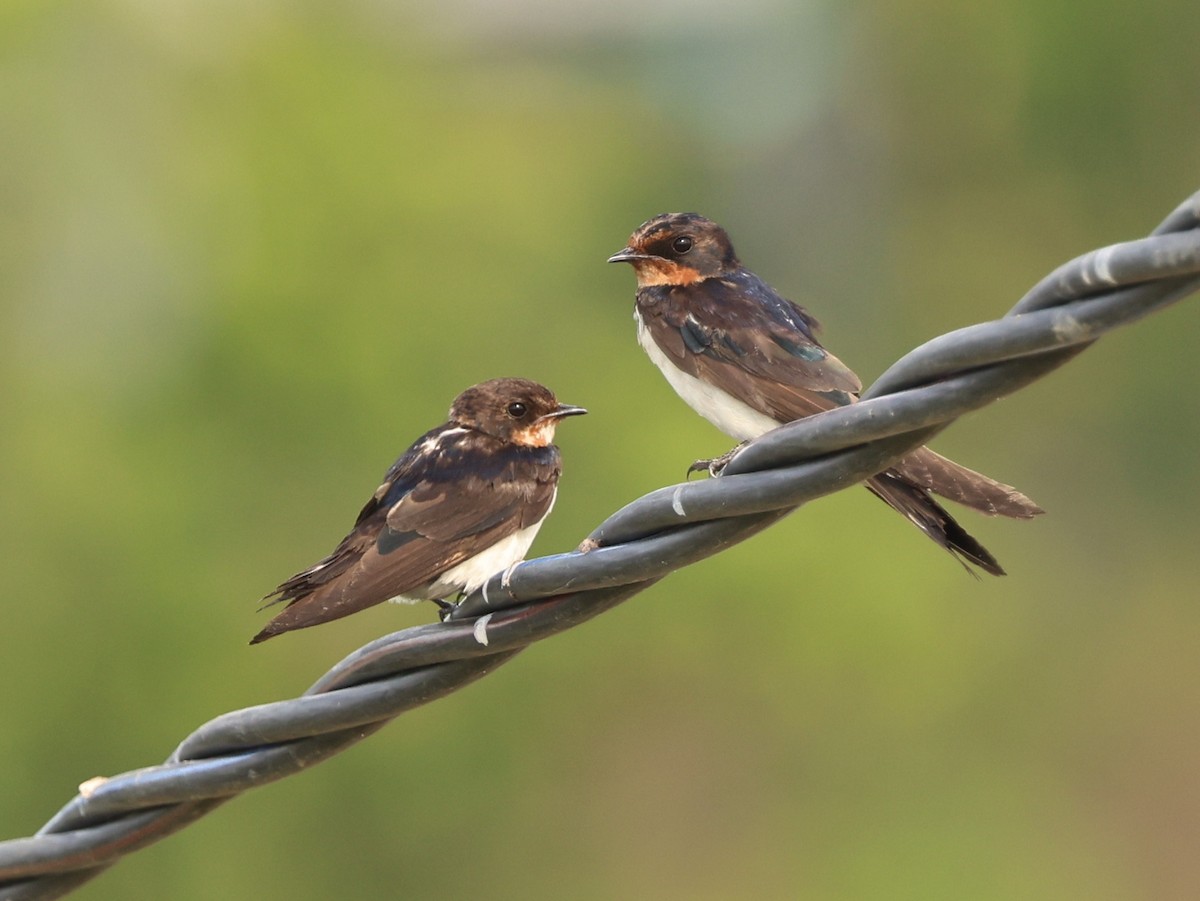 Асрын хараацай - ML646674516