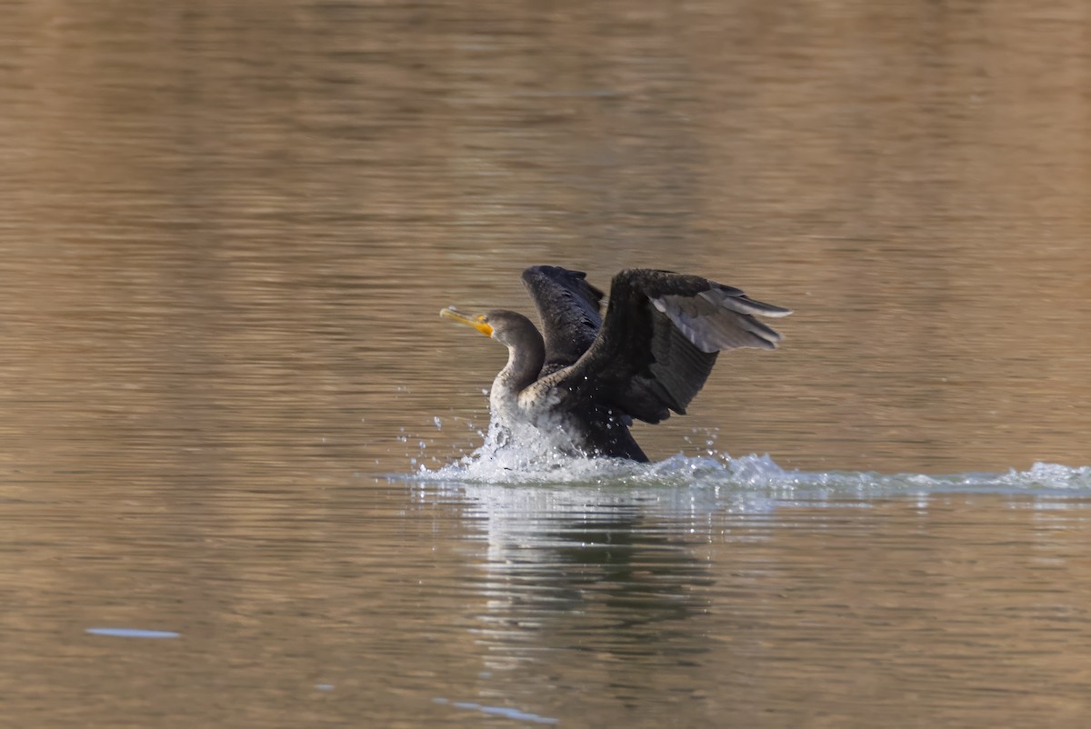 Ohrenscharbe - ML646674517