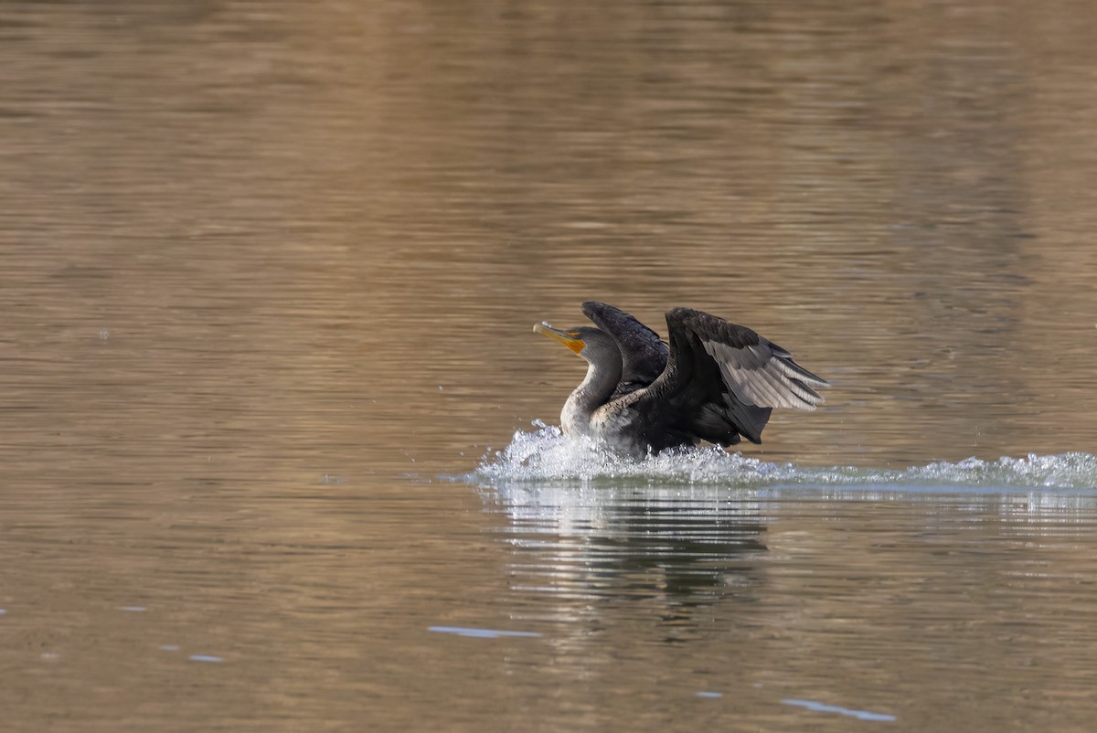 Ohrenscharbe - ML646674518