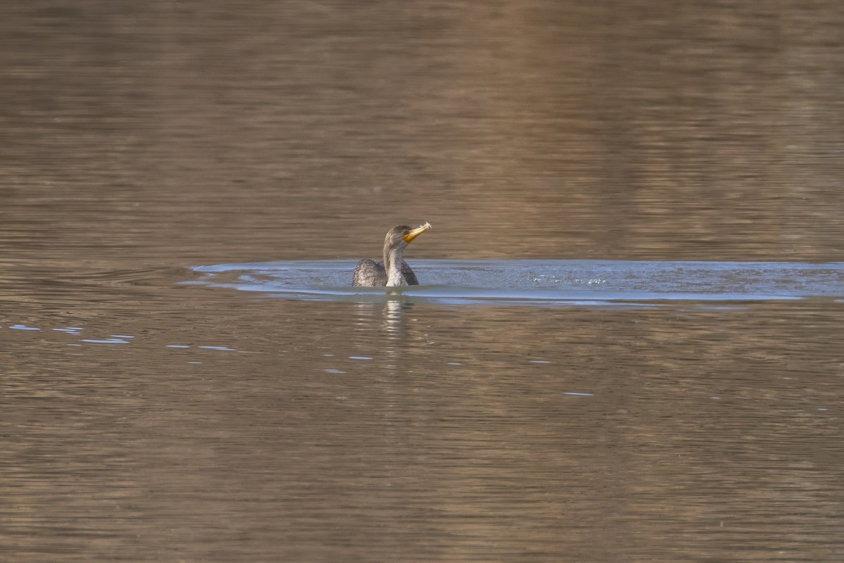 Ohrenscharbe - ML646674519