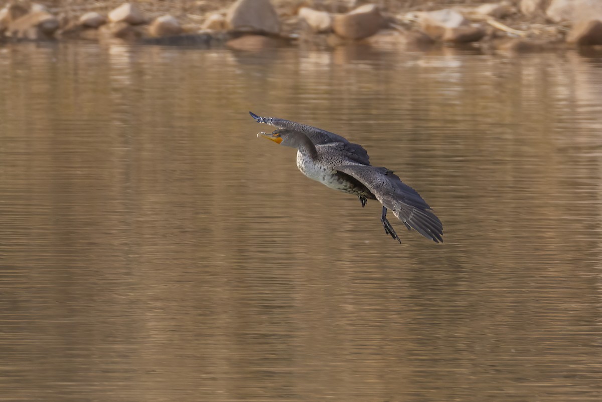 Ohrenscharbe - ML646674520