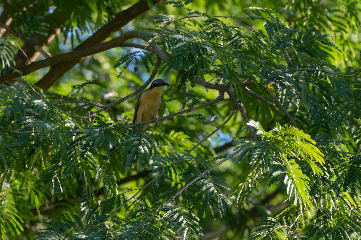 Mangrov Guguğu - ML646674521