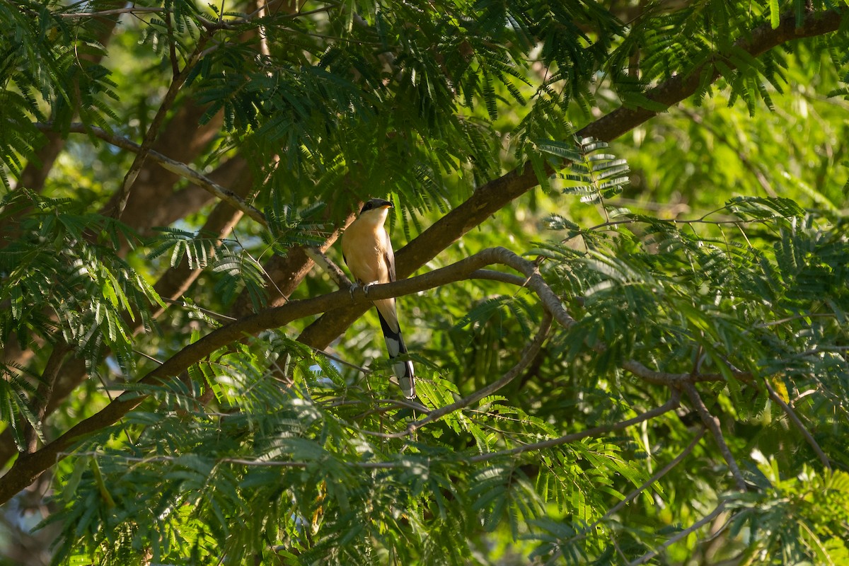 Mangrov Guguğu - ML646674522