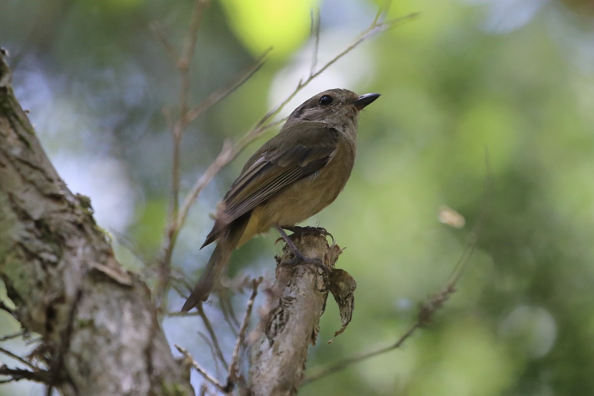 Golden Whistler (Eastern) - ML646674524