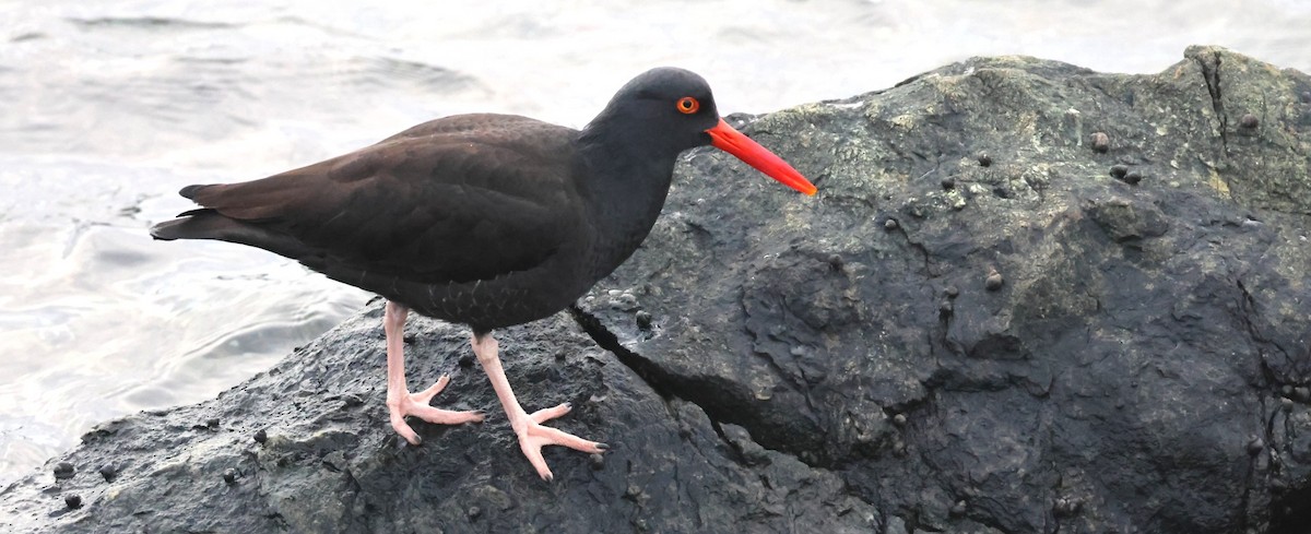 Black Oystercatcher - ML646674526