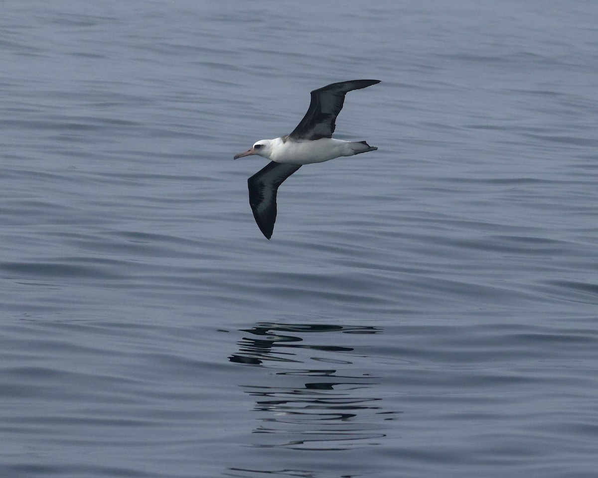 Темноспинный альбатрос - ML646674527