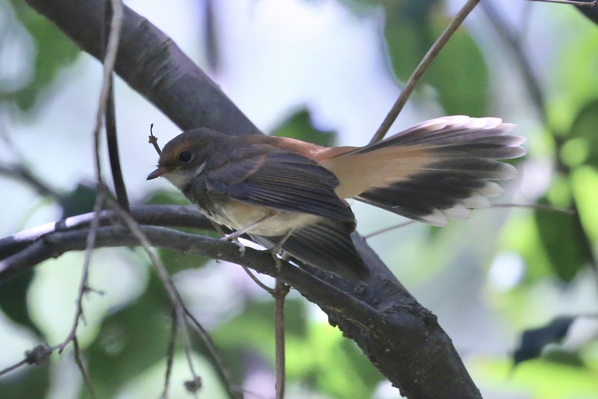 Australian Rufous Fantail - ML646674529