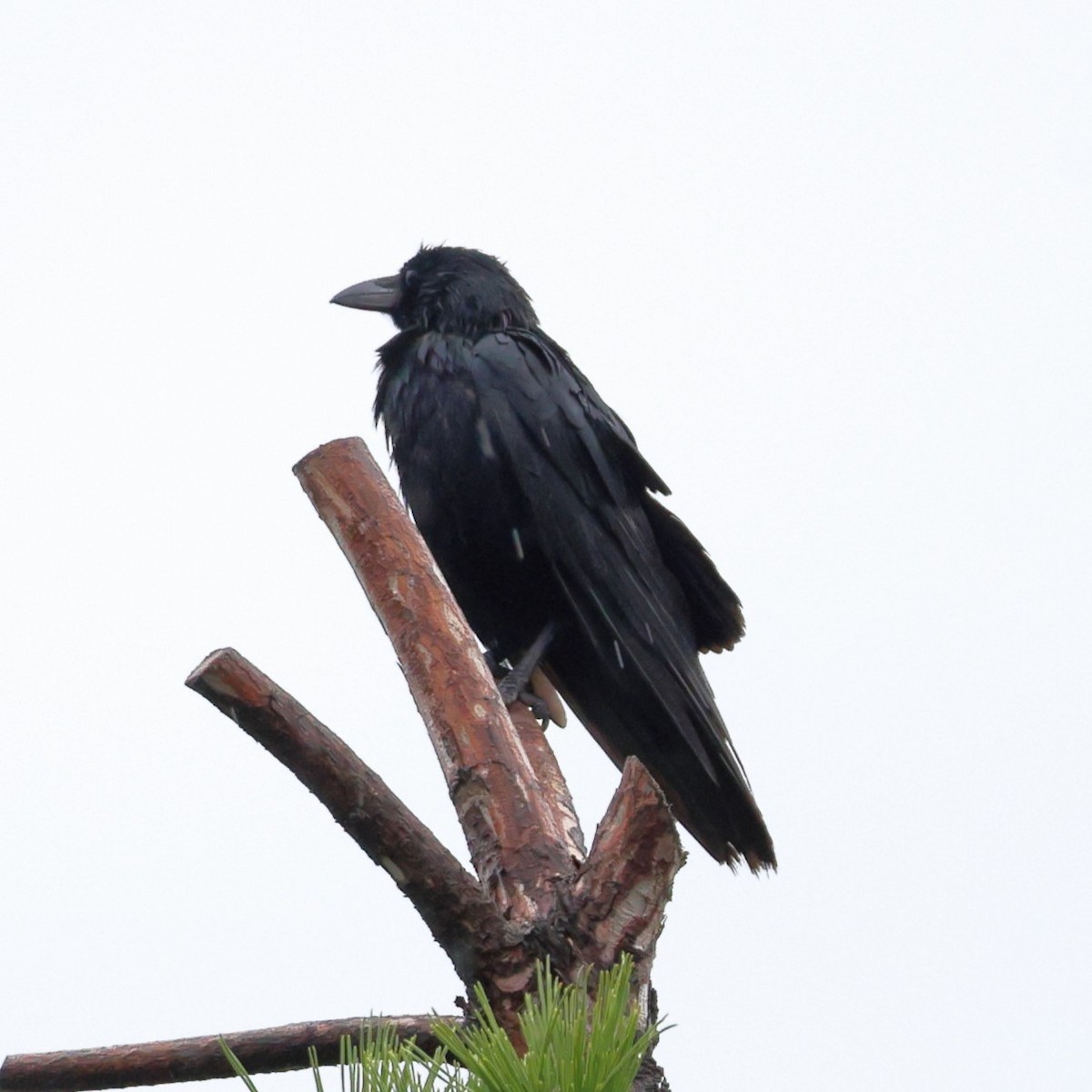 Dschungelkrähe - ML646674531