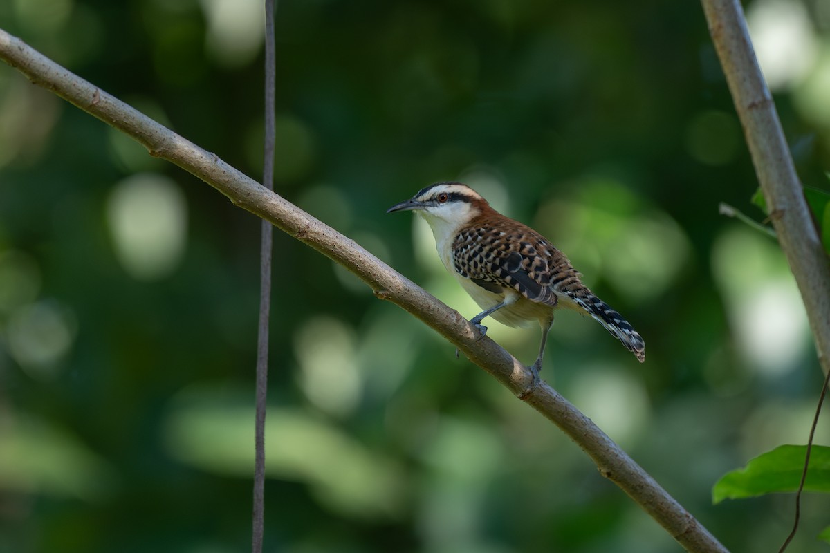 Kızıl Sırtlı Çıtkuşu - ML646674532