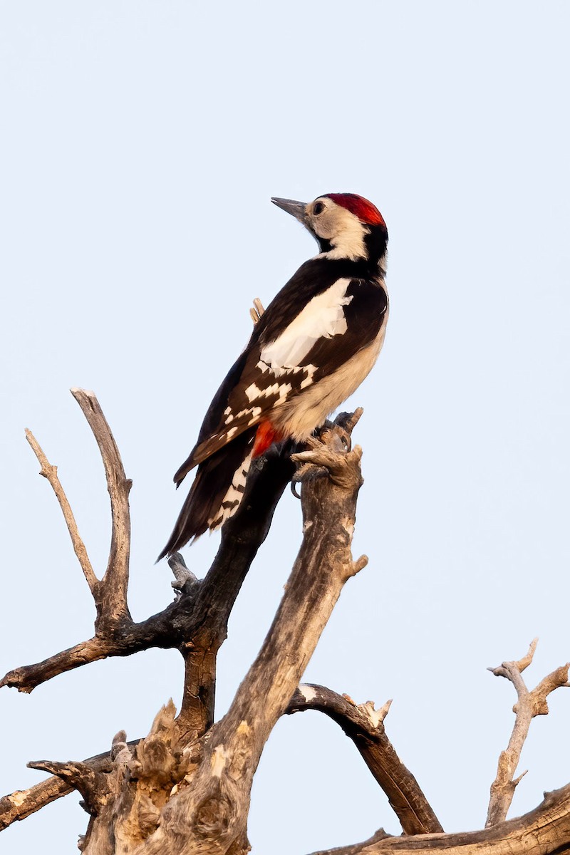 Sind Woodpecker - ML646674539