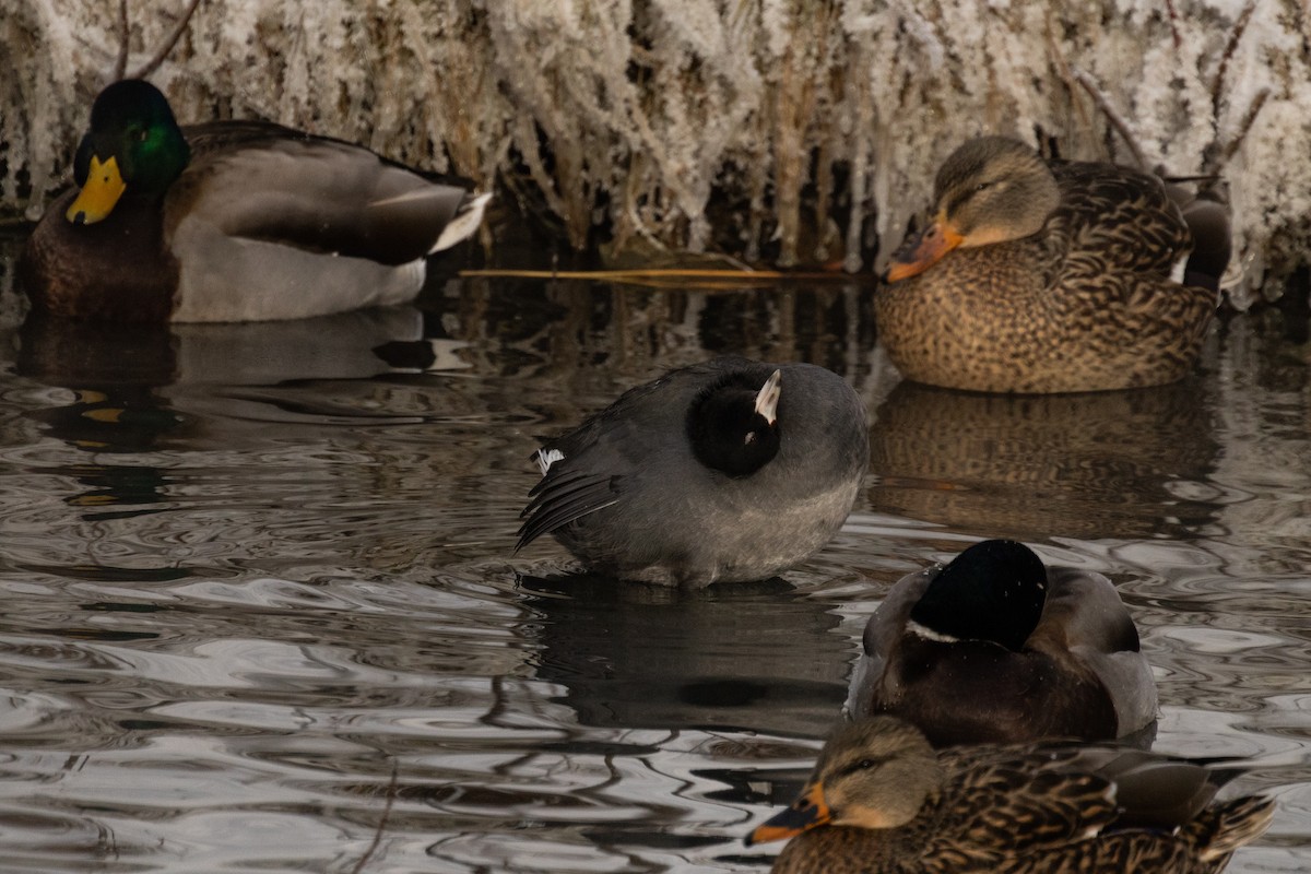 Focha Americana (Frentirroja) - ML646674542