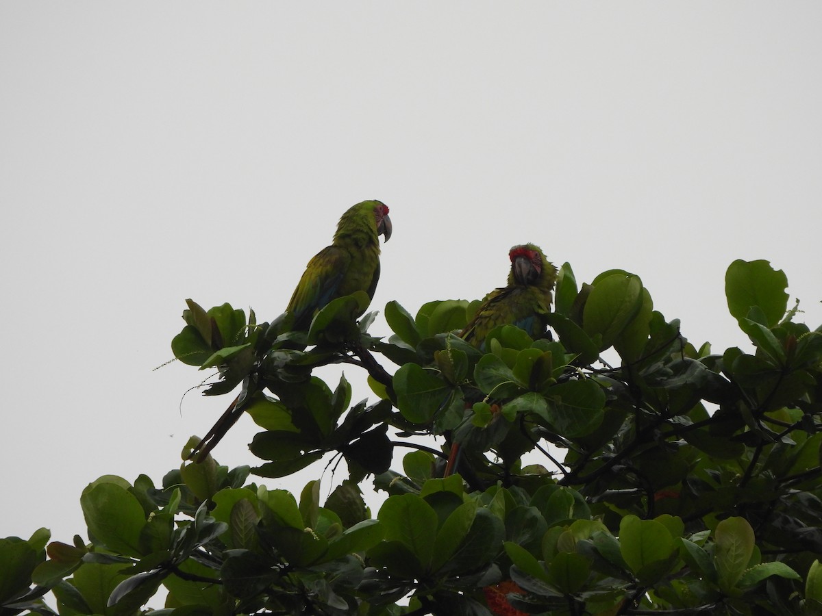 Great Green Macaw - ML646674545