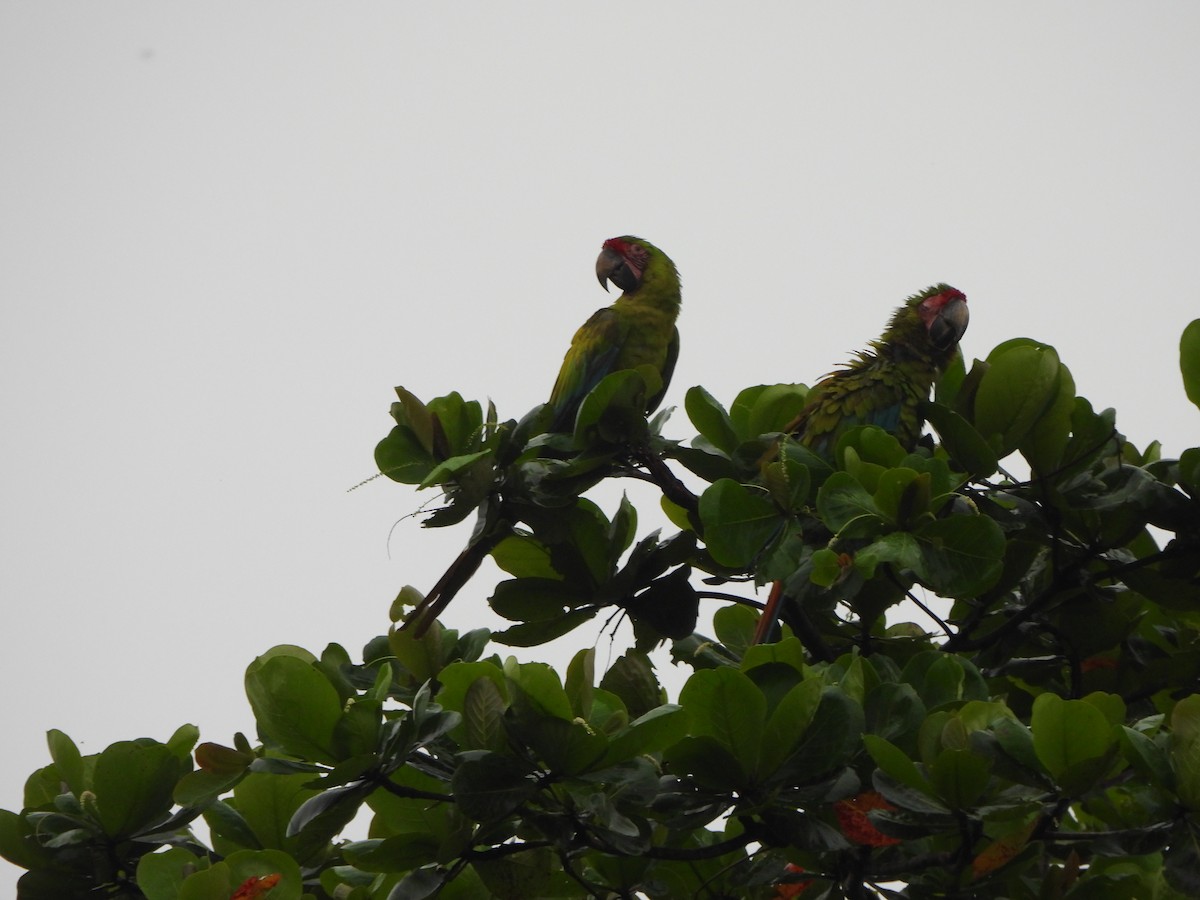 Great Green Macaw - ML646674546