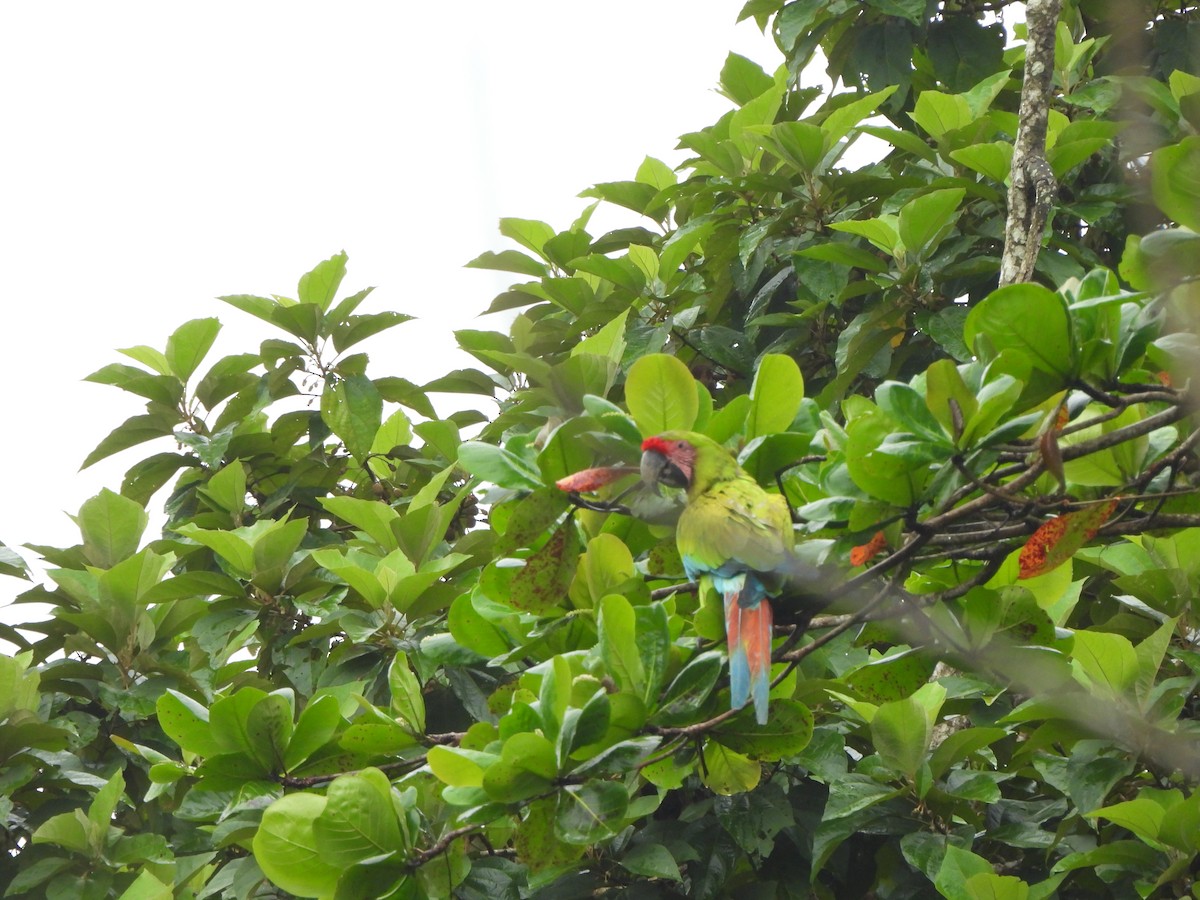 Great Green Macaw - ML646674547