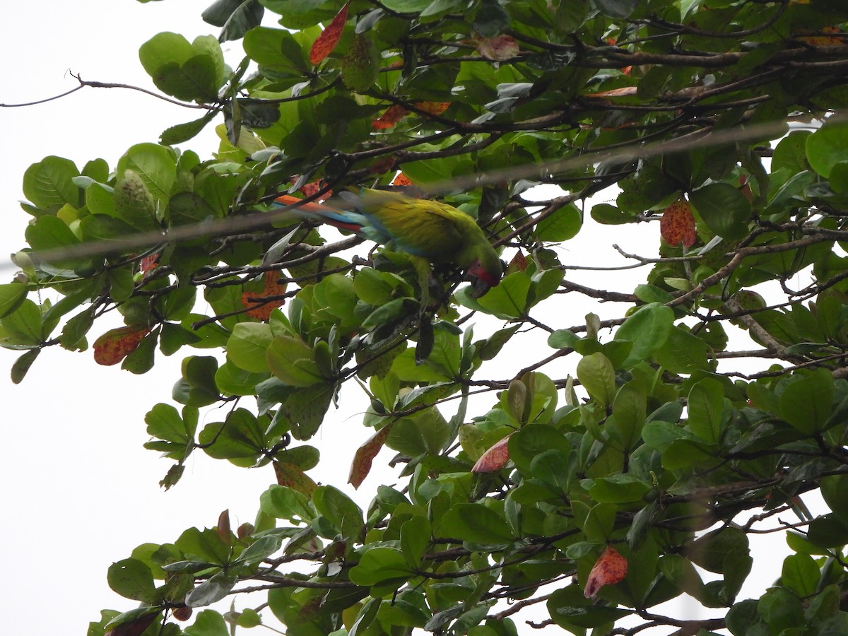 Great Green Macaw - ML646674548