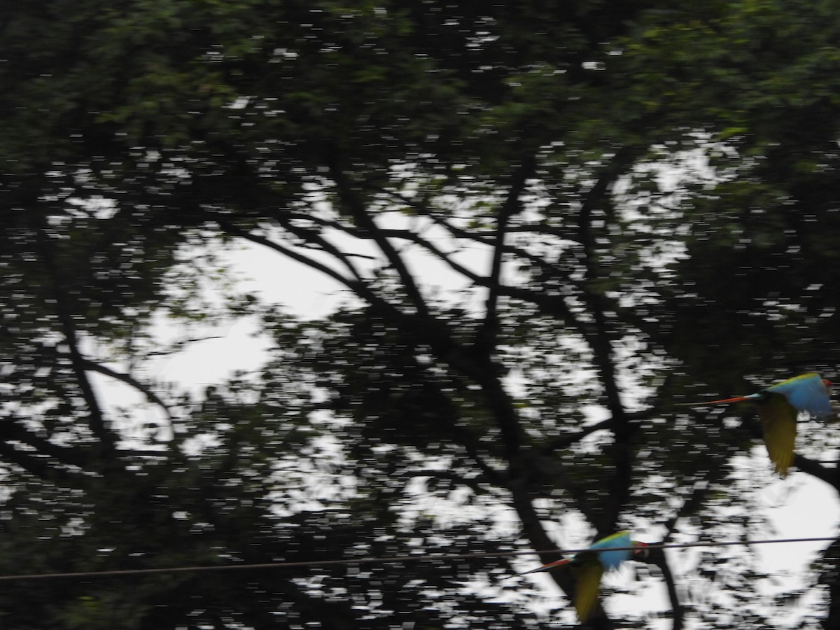 Great Green Macaw - ML646674549