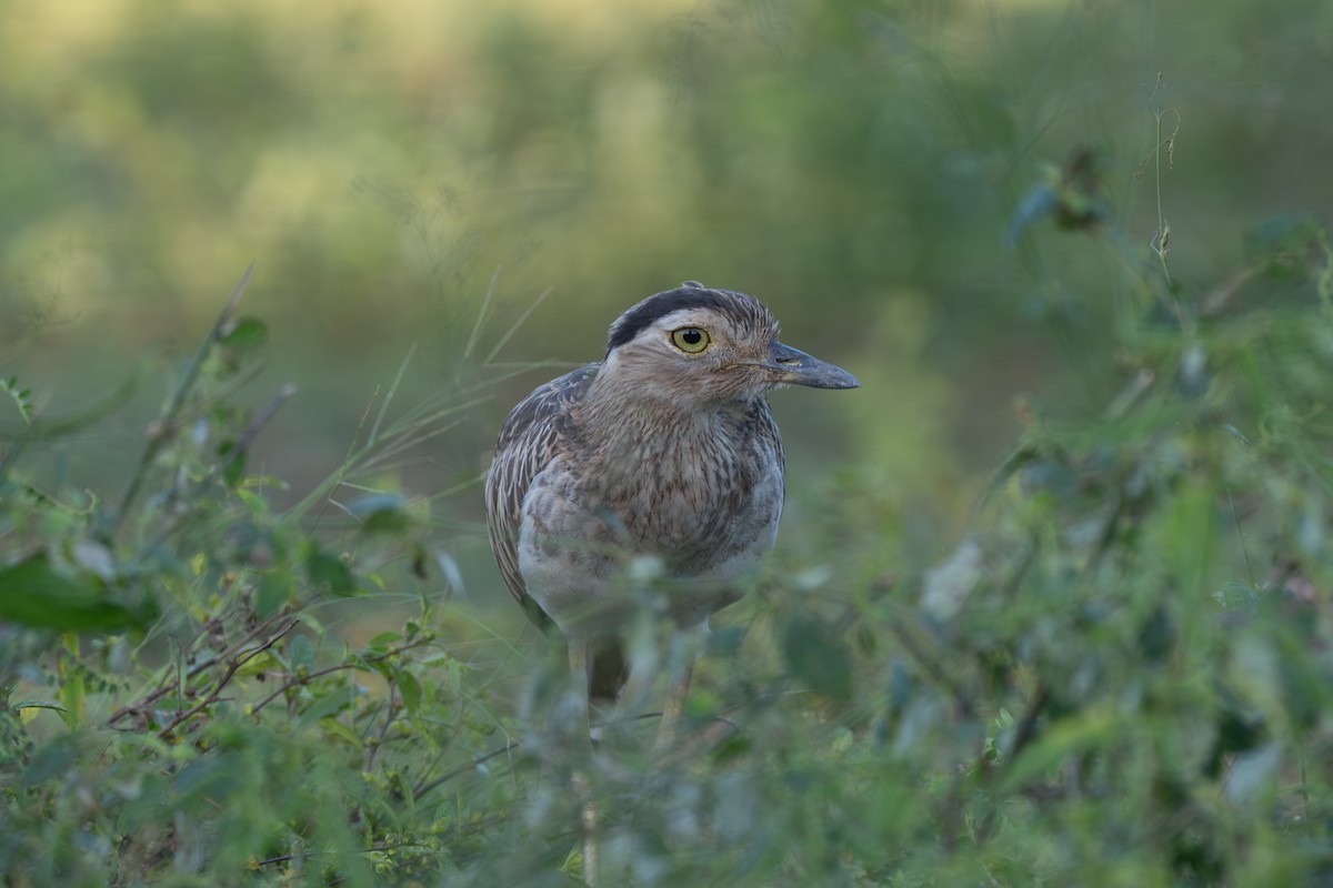 Kaşlı Kocagöz - ML646674550