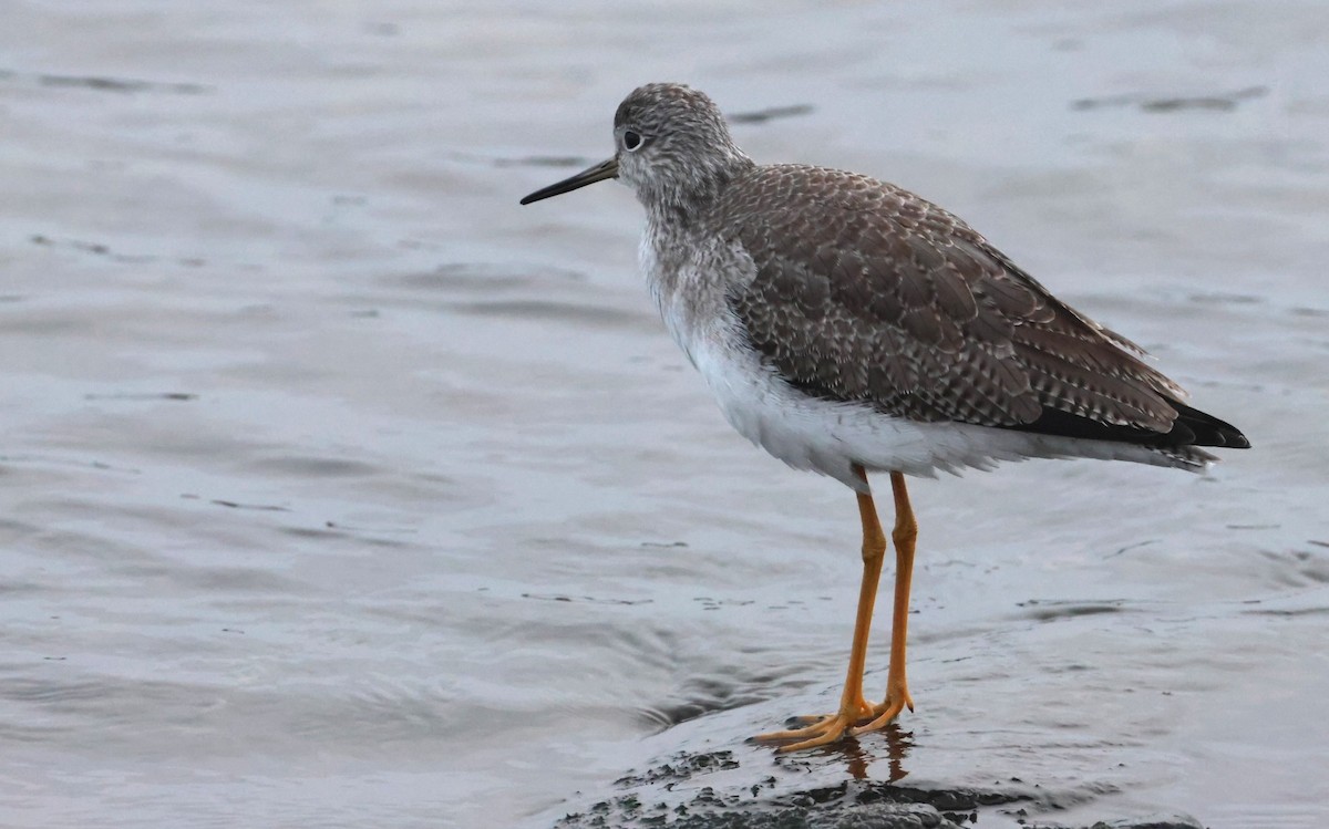 Greater Yellowlegs - ML646674551