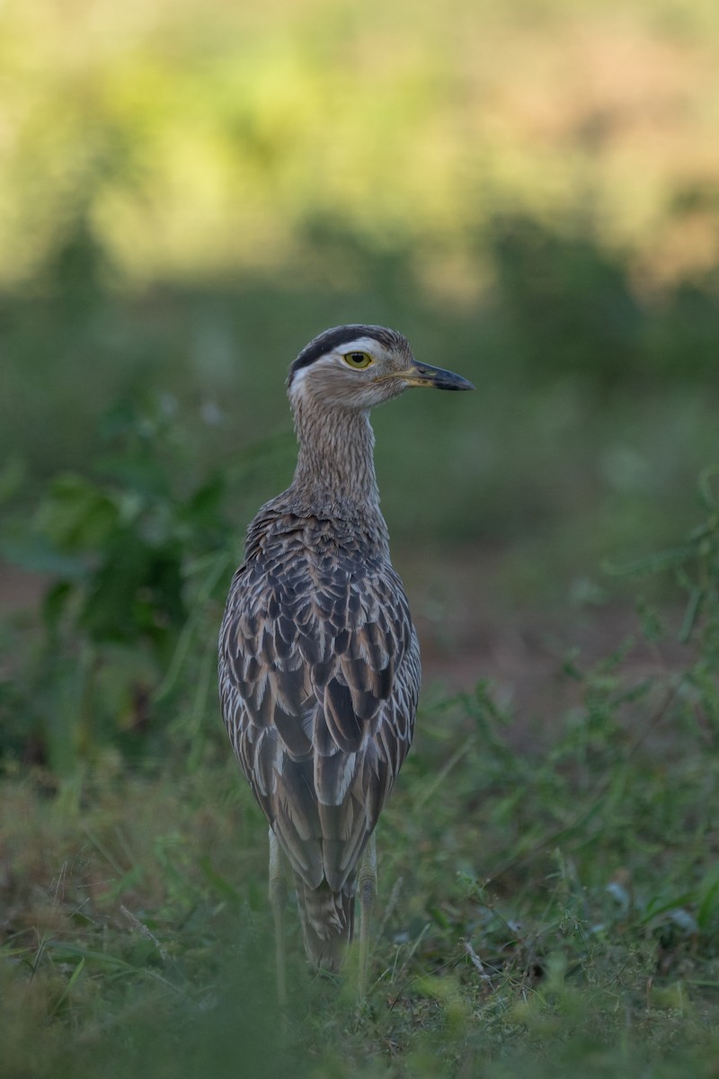 Kaşlı Kocagöz - ML646674553
