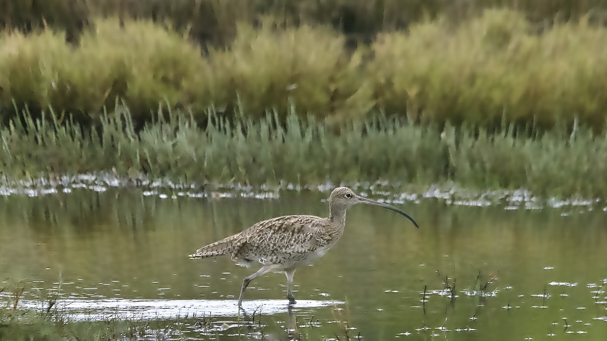 Far Eastern Curlew - ML646674555