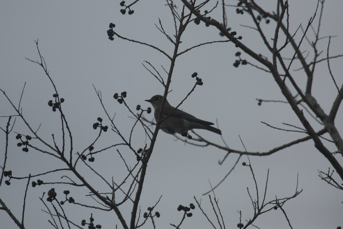 Mountain Bluebird - ML646674556
